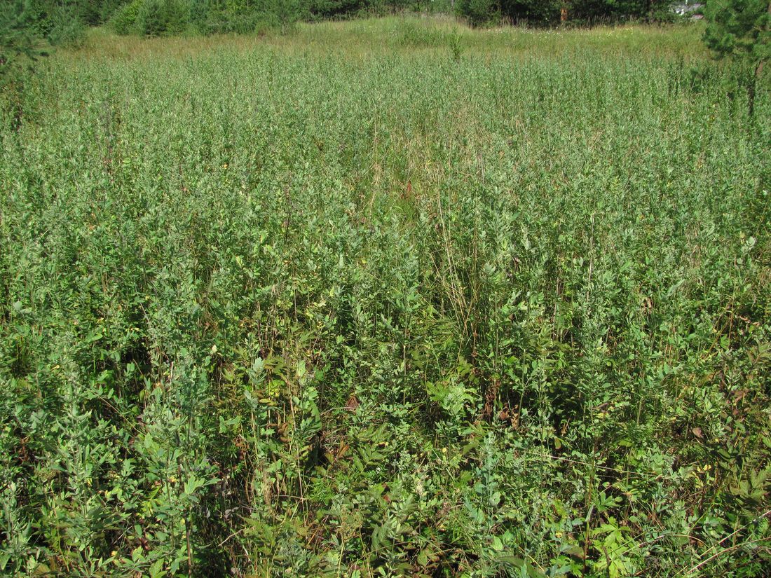 Усть-Шоноша, image of landscape/habitat.