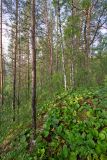 Image of landscape