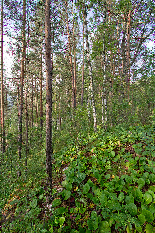 Камлак, image of landscape/habitat.