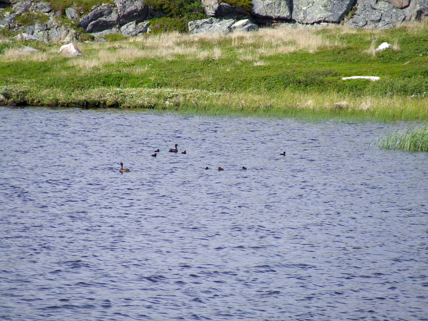 Дальние Зеленцы, image of landscape/habitat.