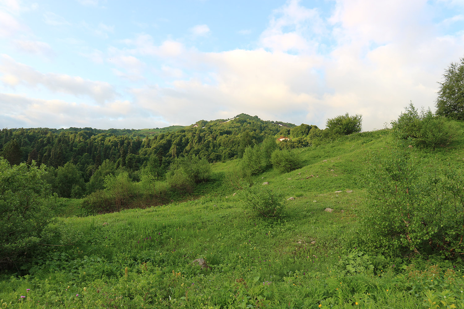 Яворова Поляна, image of landscape/habitat.