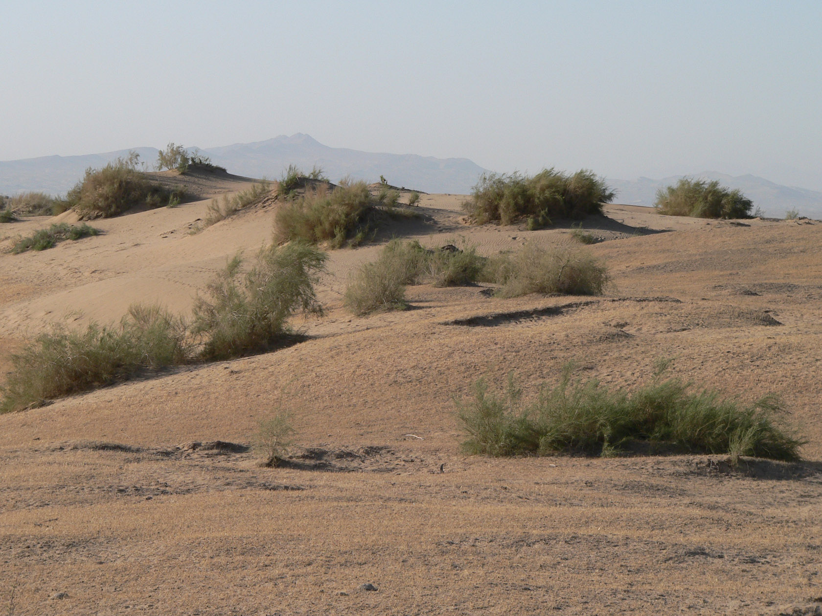 Курджалакум, image of landscape/habitat.