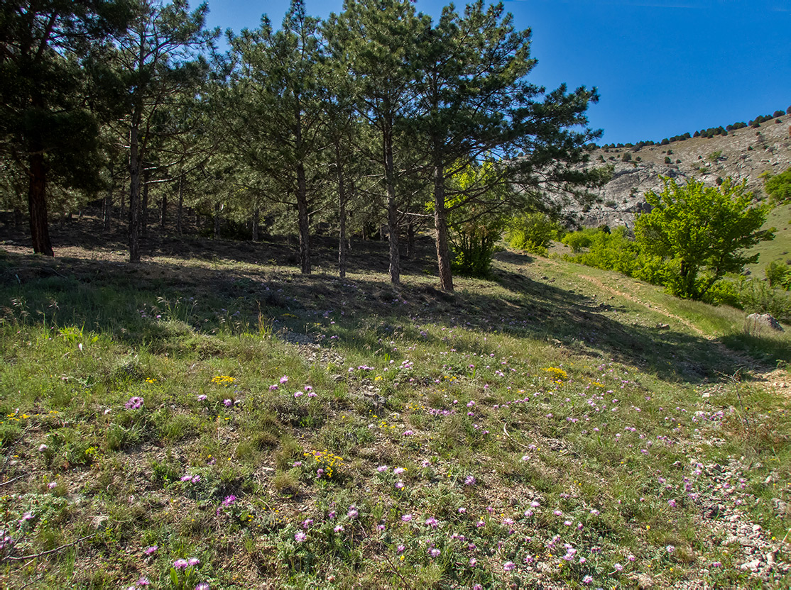 Окрестности села Весёлое, изображение ландшафта.