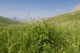 Сельды, image of landscape/habitat.