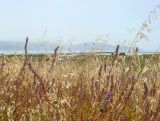 Image of landscape