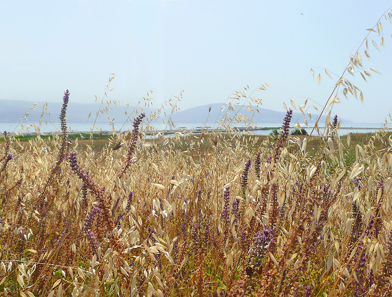 Окрестности Суджукской лагуны, image of landscape/habitat.