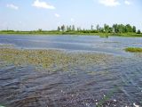 НП Мещёра, image of landscape/habitat.