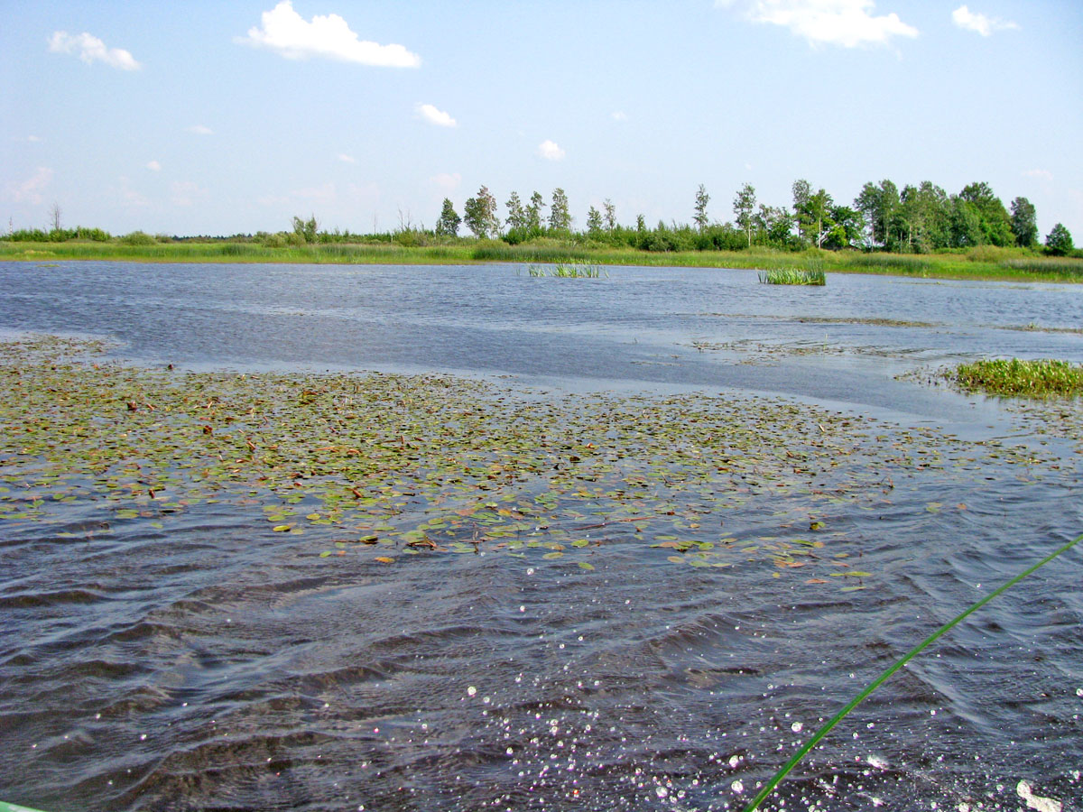 НП Мещёра, image of landscape/habitat.