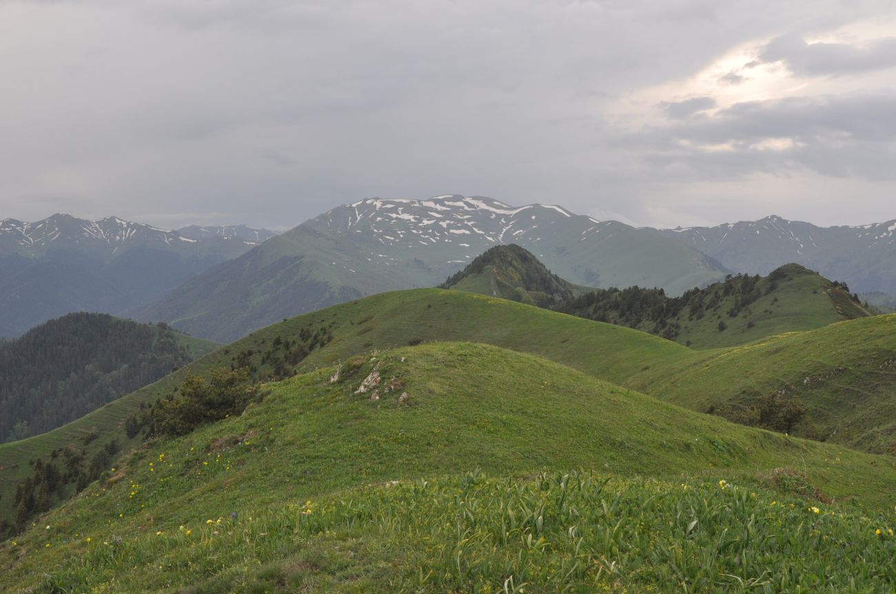 Гора Ломис-Мта, image of landscape/habitat.