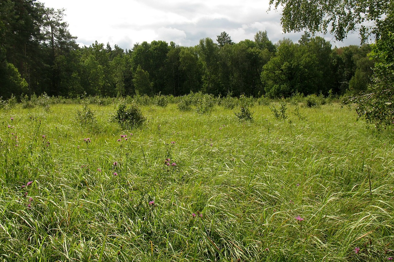 Приокско-Террасный заповедник, image of landscape/habitat.