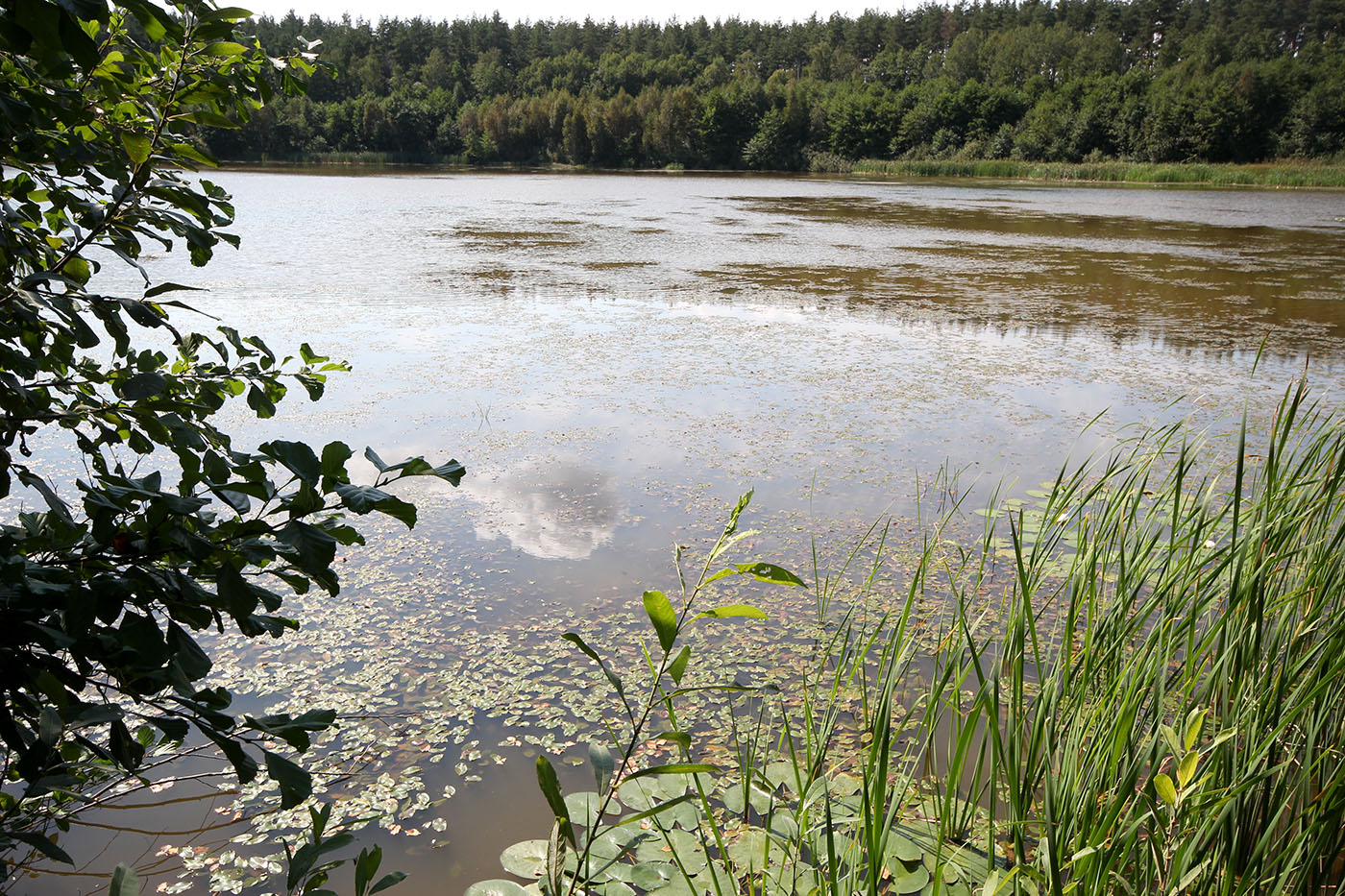 Озеро Клюквенное, image of landscape/habitat.