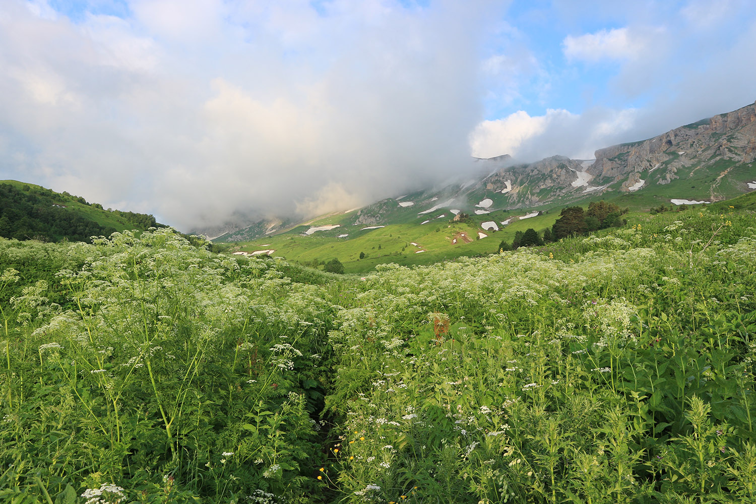 Яворова Поляна, image of landscape/habitat.