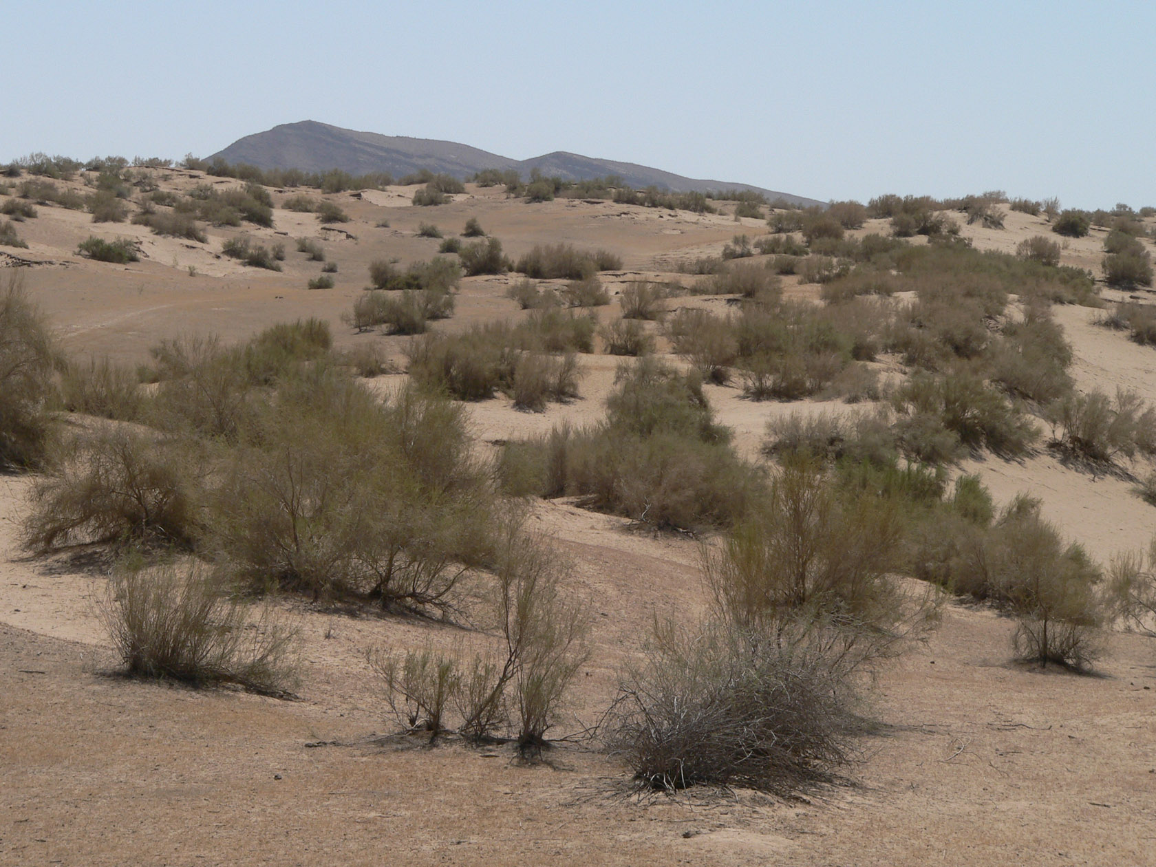 Курджалакум, image of landscape/habitat.