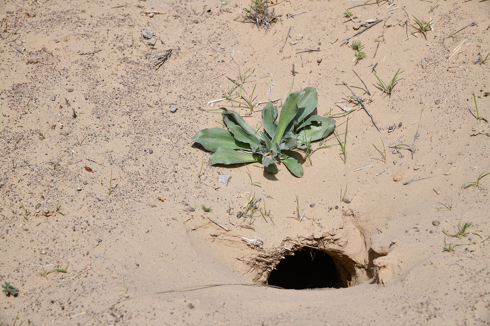 Капшагай, image of landscape/habitat.