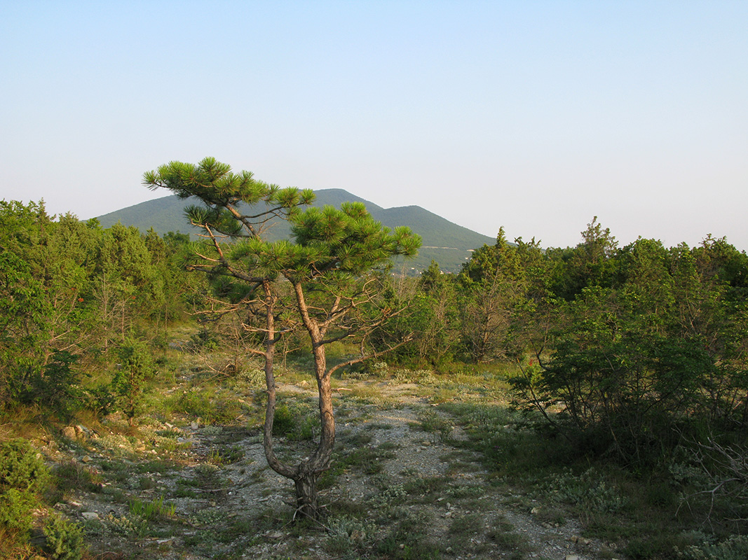 Озерейка, image of landscape/habitat.