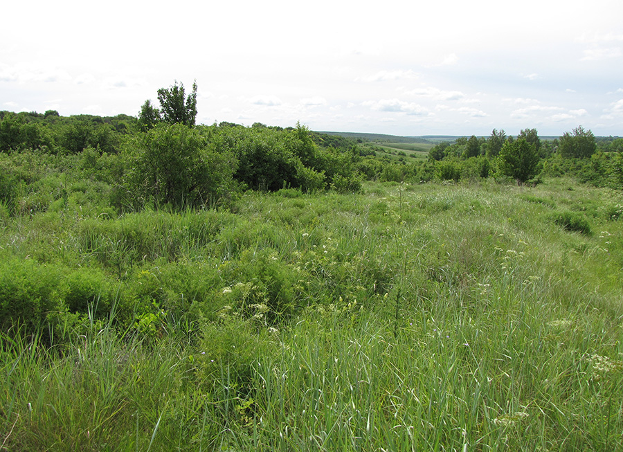 Лог Вишняки, image of landscape/habitat.