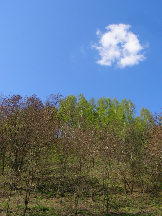 Мезинский НПП, image of landscape/habitat.