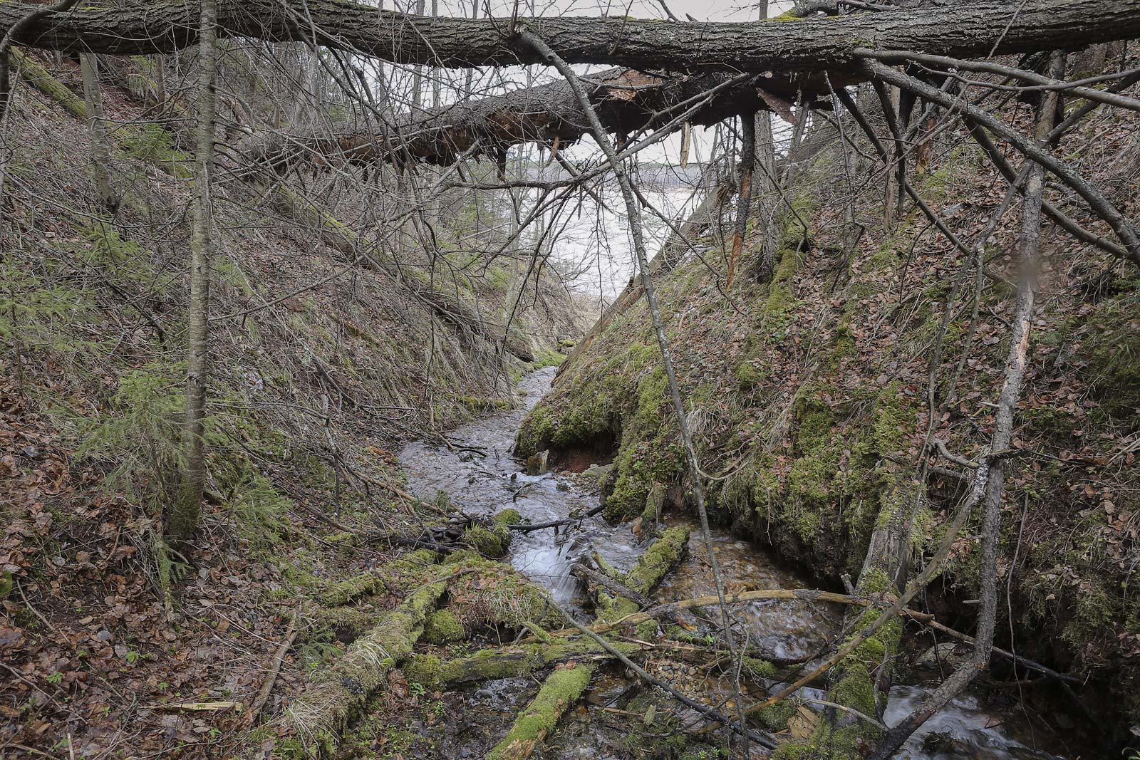 Кунчурихинский бор, image of landscape/habitat.