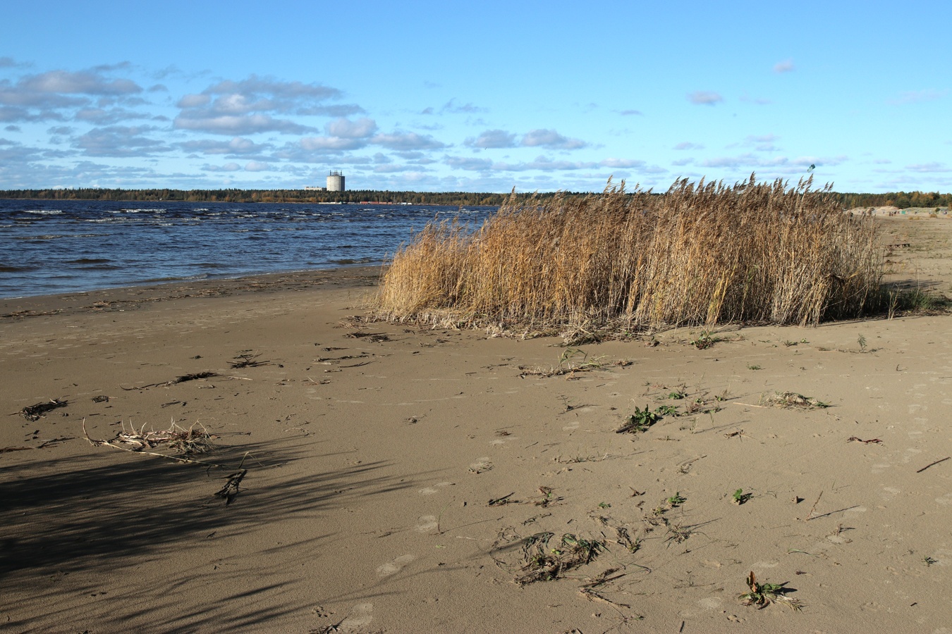 Сосновый Бор, image of landscape/habitat.