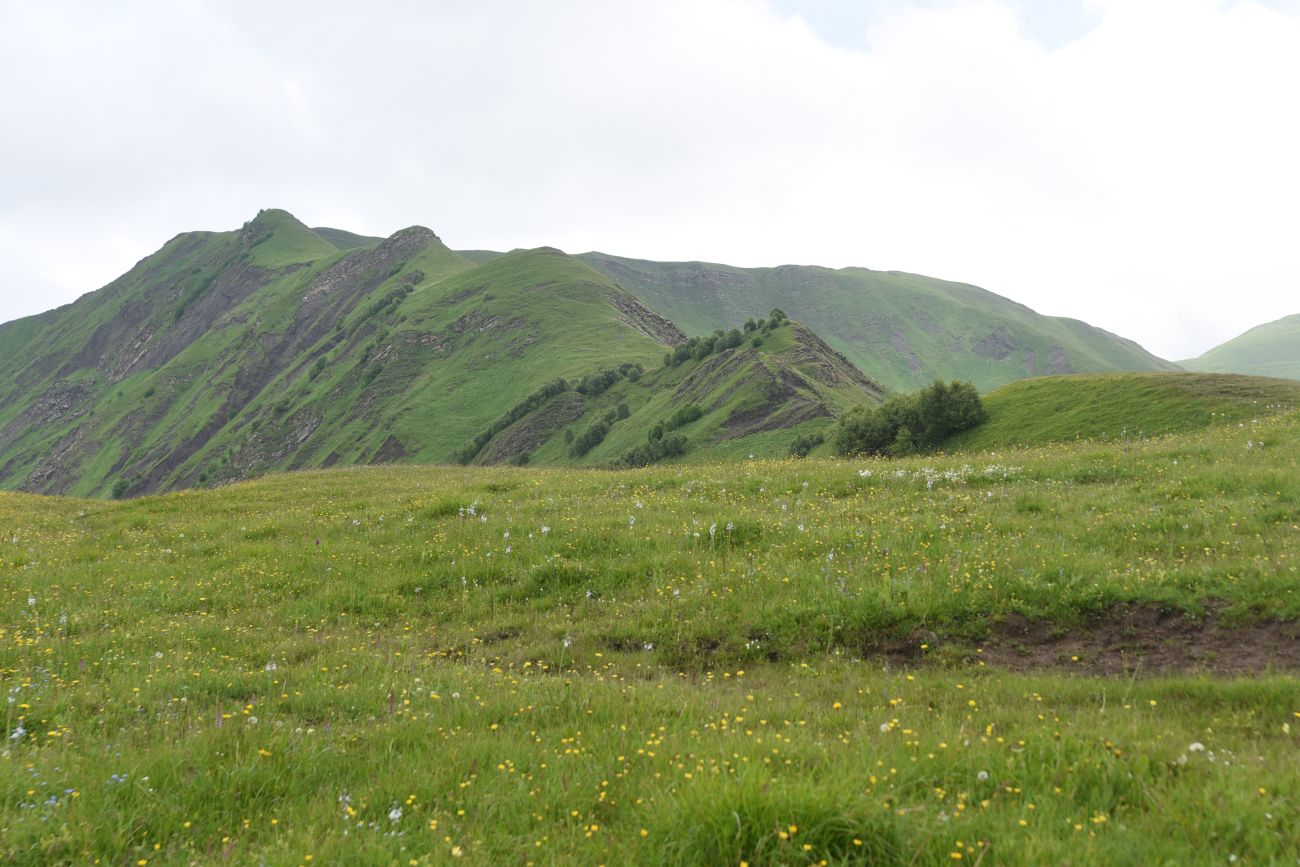Сигнальная гора, image of landscape/habitat.