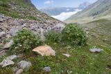 Перевал Пастуший, image of landscape/habitat.