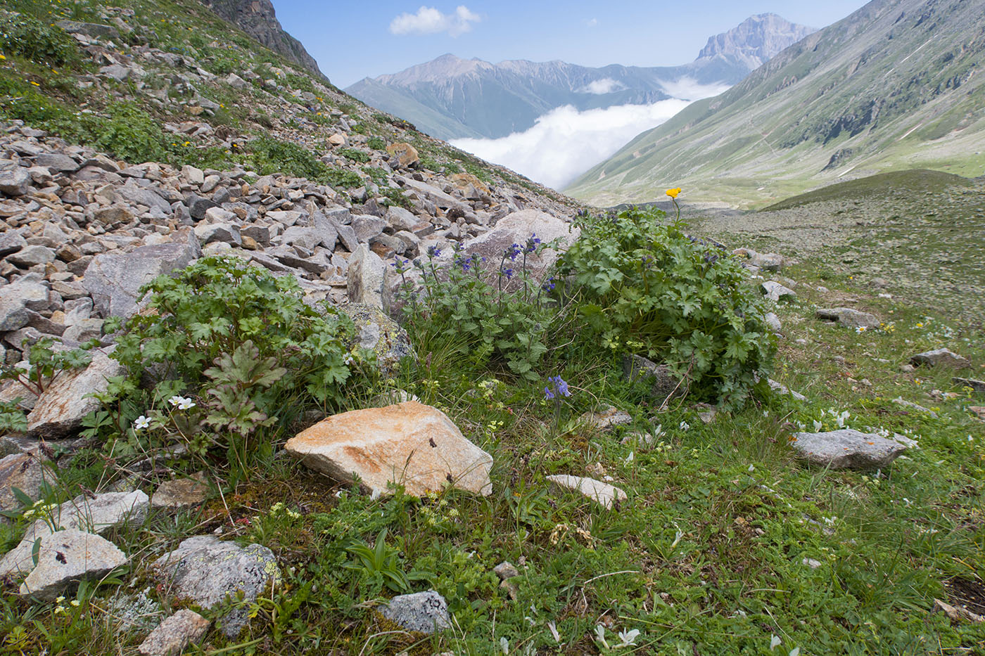 Перевал Пастуший, image of landscape/habitat.