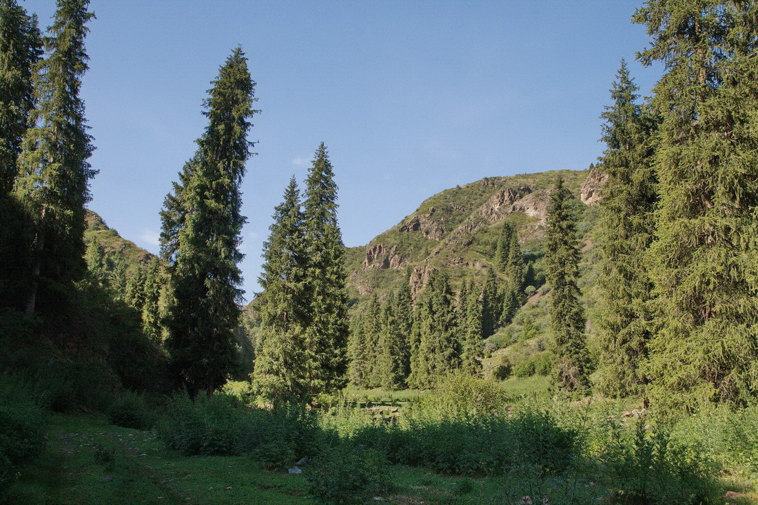 Ущелье реки Малый Дардамты, image of landscape/habitat.