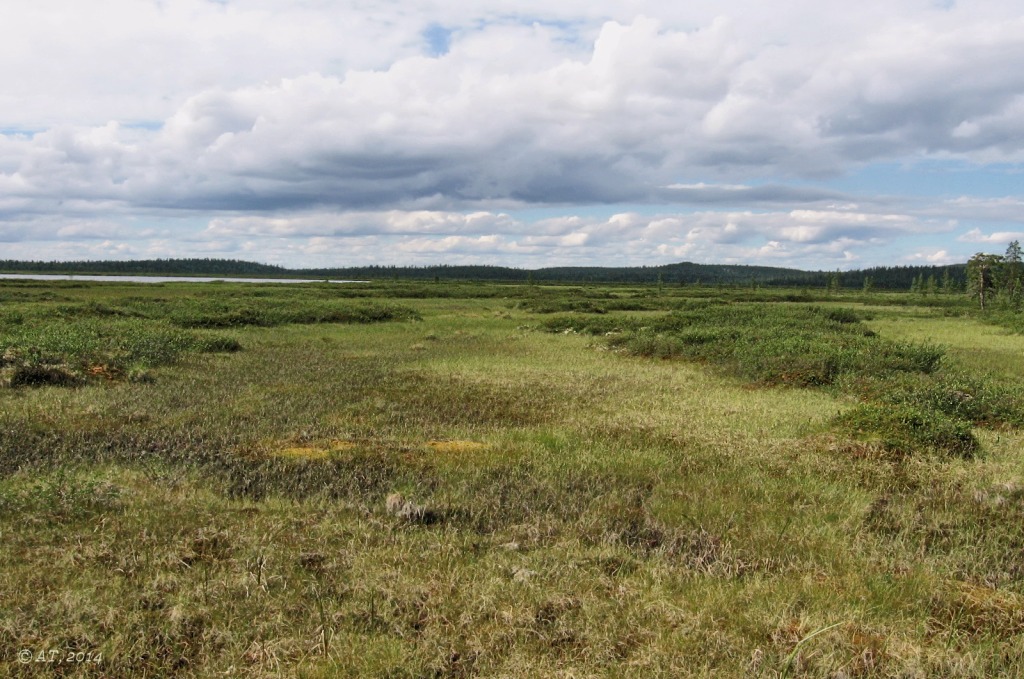 Гора Немецкая, image of landscape/habitat.