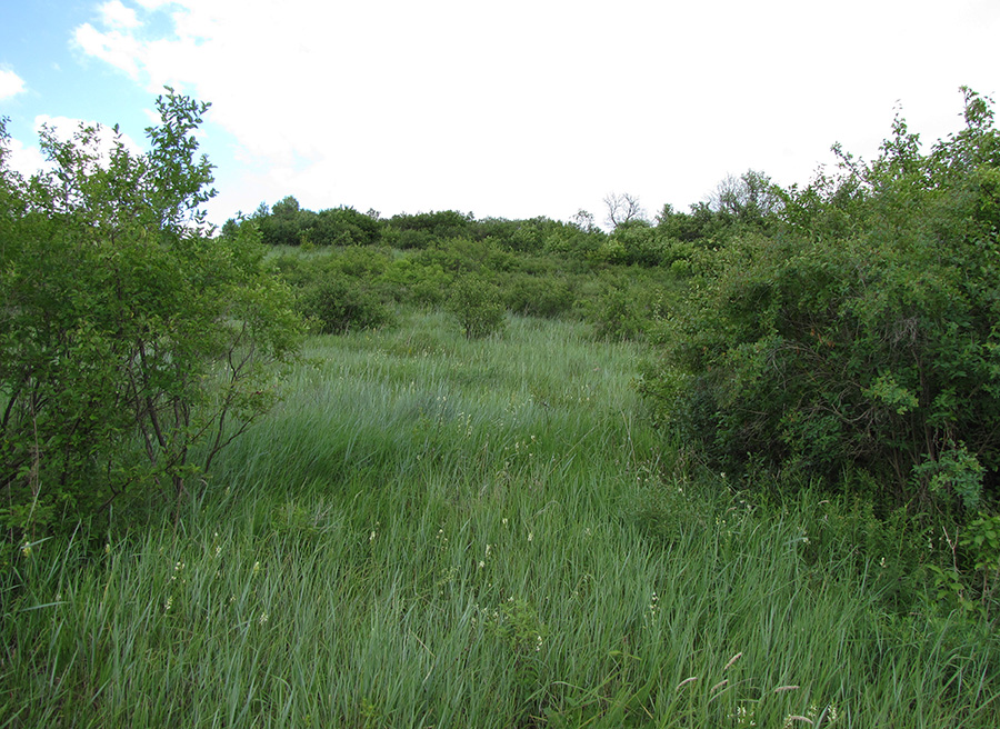 Лог Вишняки, image of landscape/habitat.