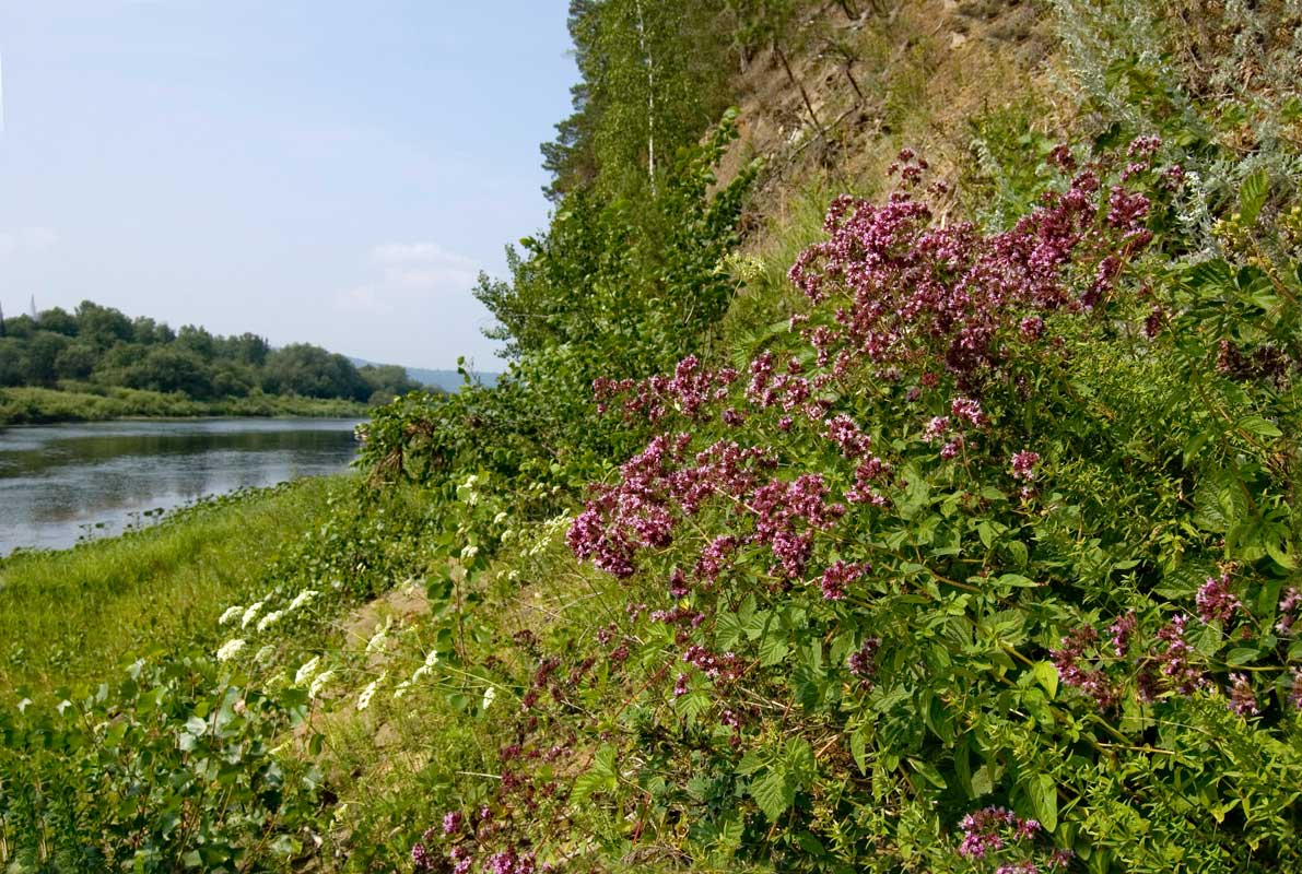 Окрестности посёлка Усть-Югуш, image of landscape/habitat.