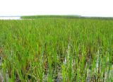 НП Мещёра, image of landscape/habitat.