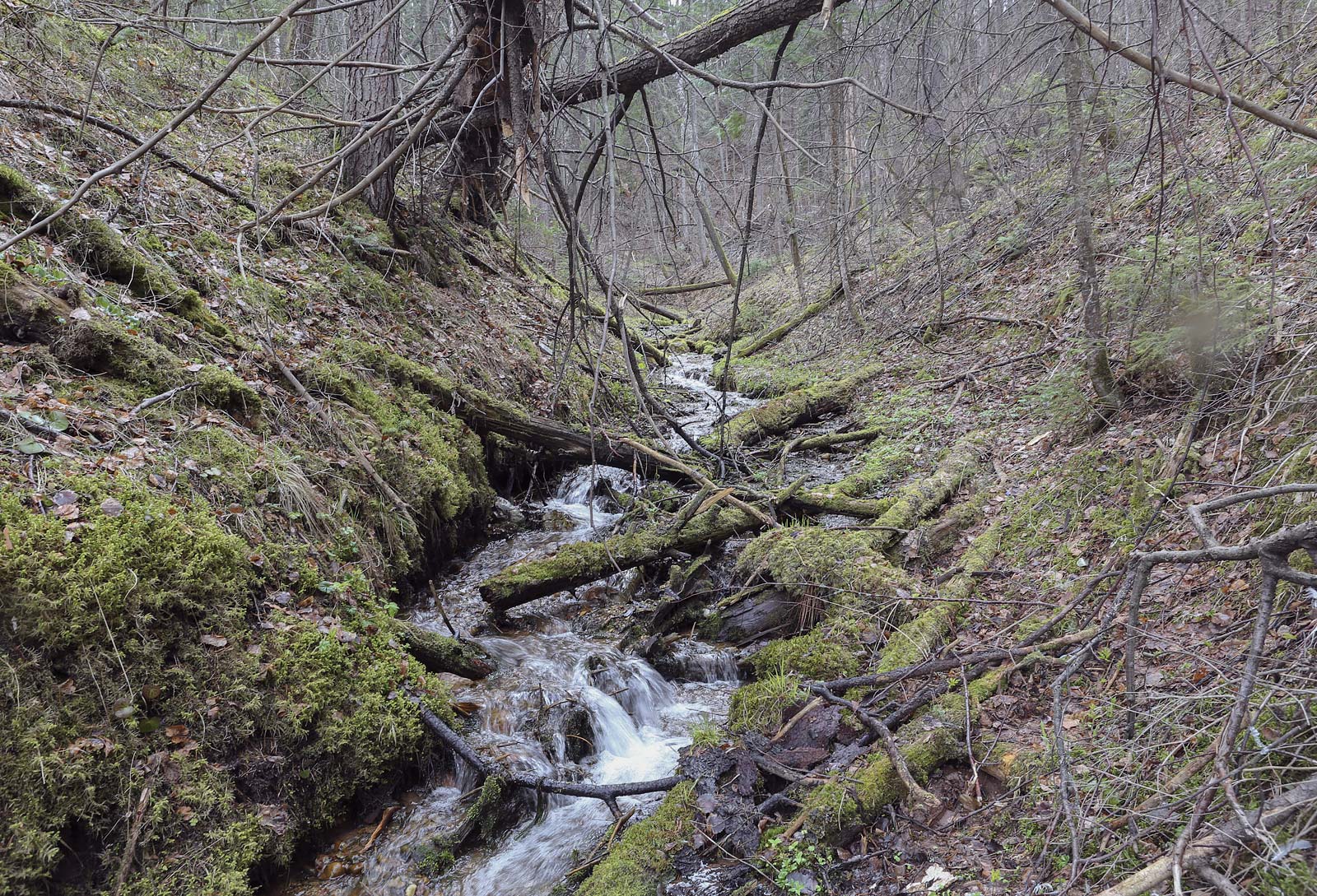 Кунчурихинский бор, image of landscape/habitat.