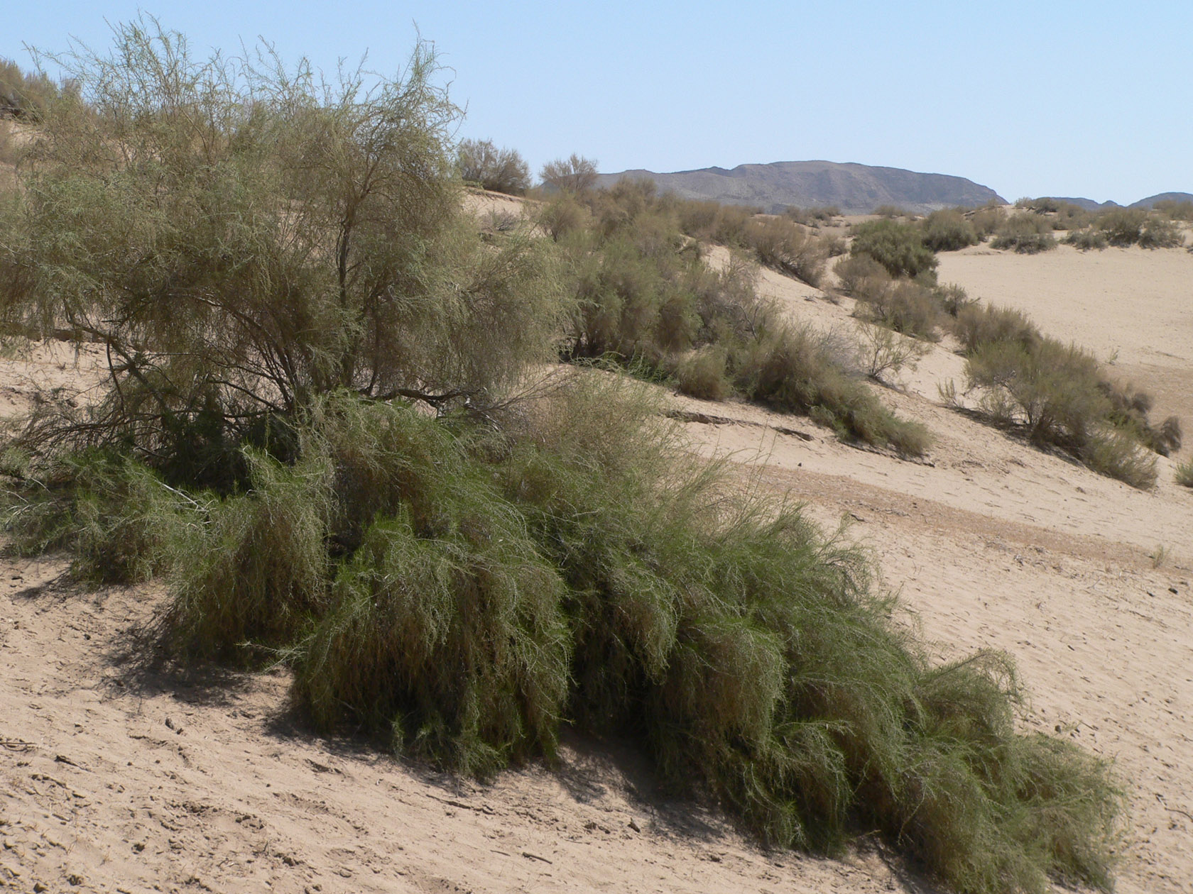 Курджалакум, image of landscape/habitat.