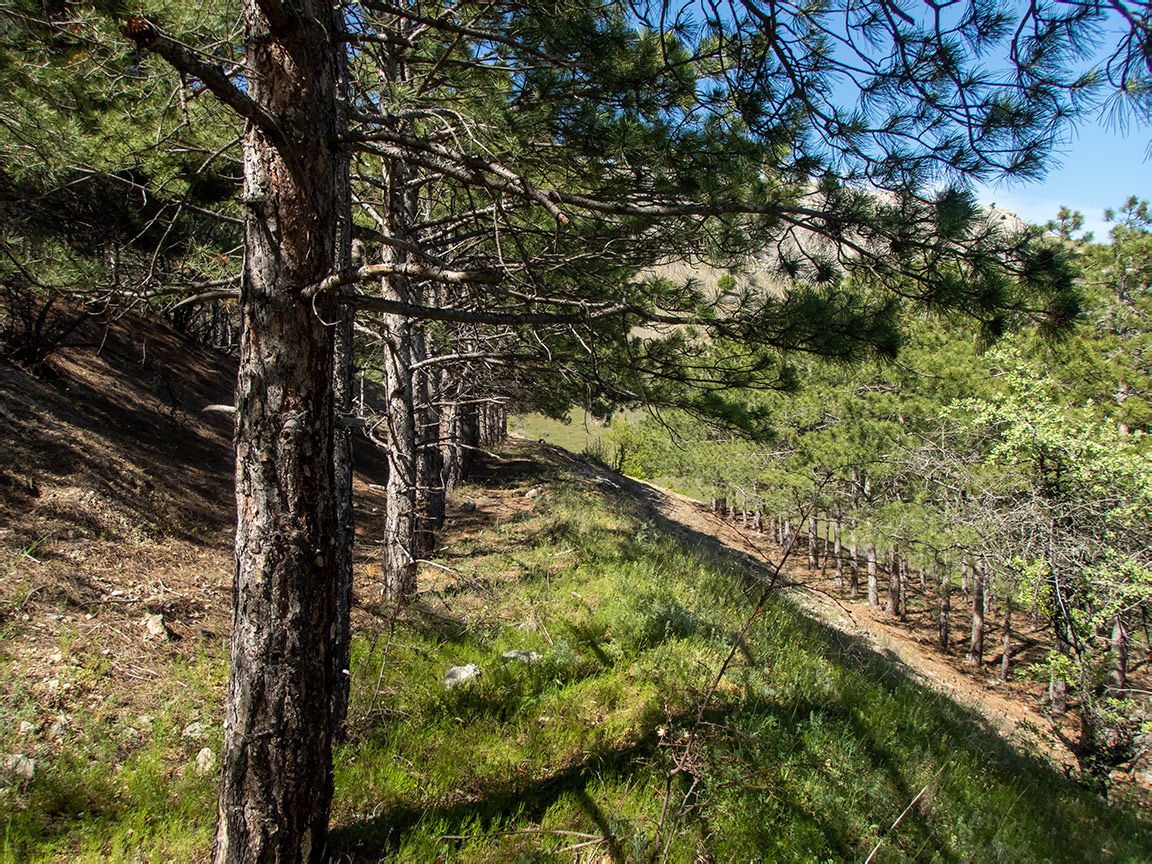 Окрестности села Весёлое, изображение ландшафта.