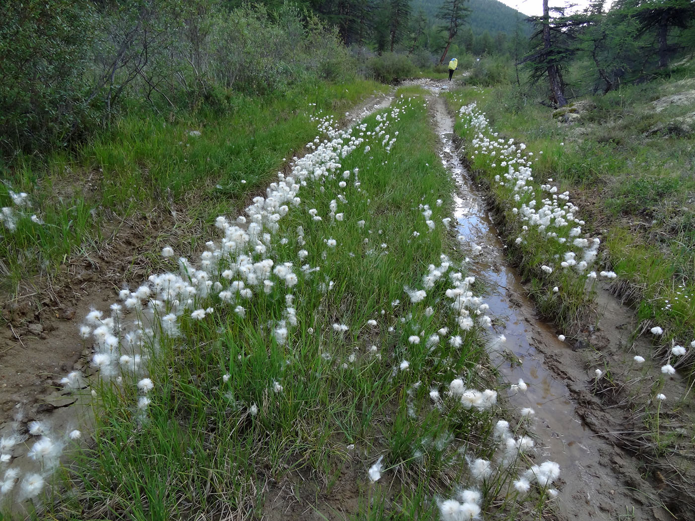 Озеро Кытын-Кюэль, image of landscape/habitat.