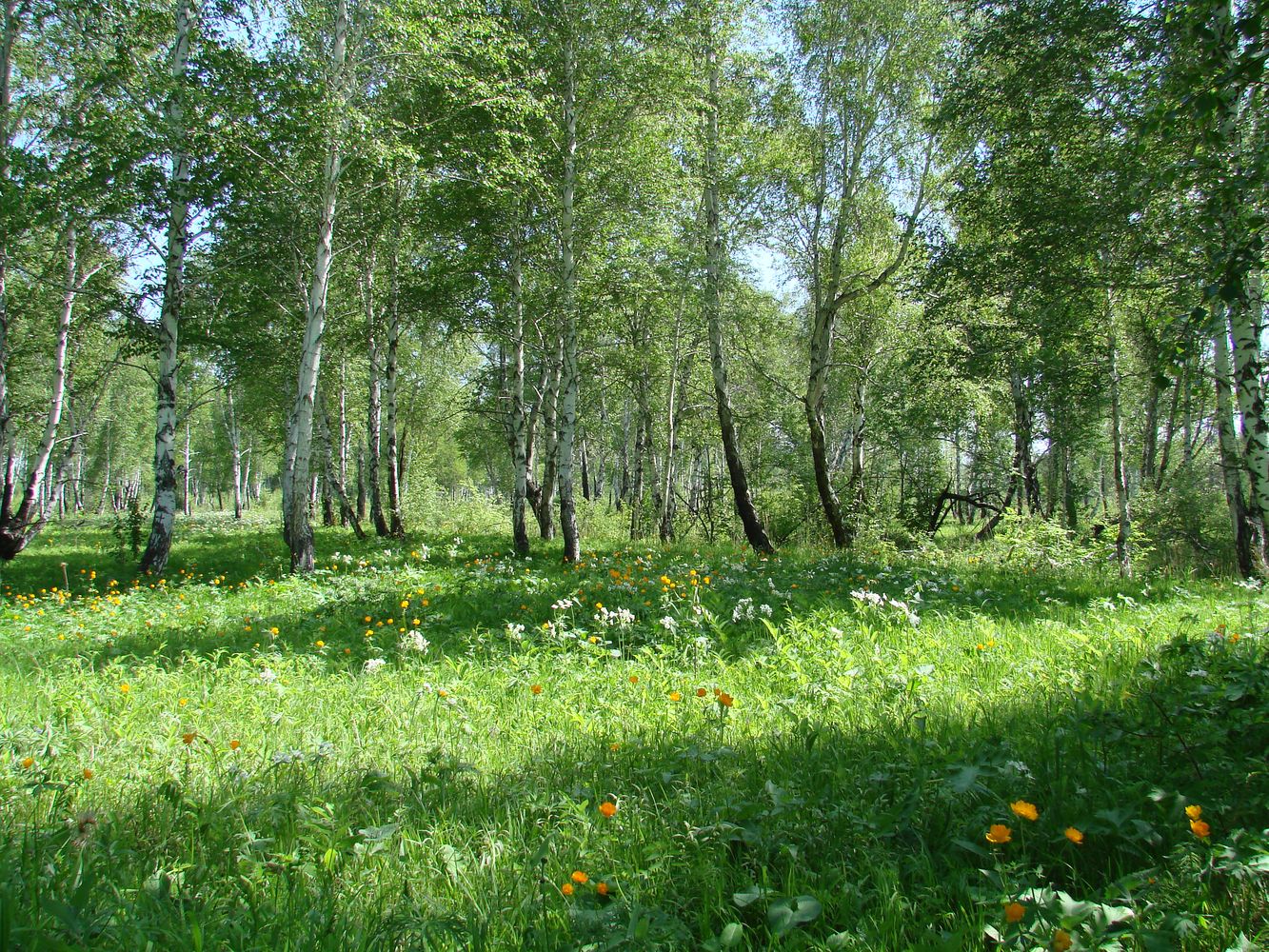 Остров Беляева, image of landscape/habitat.