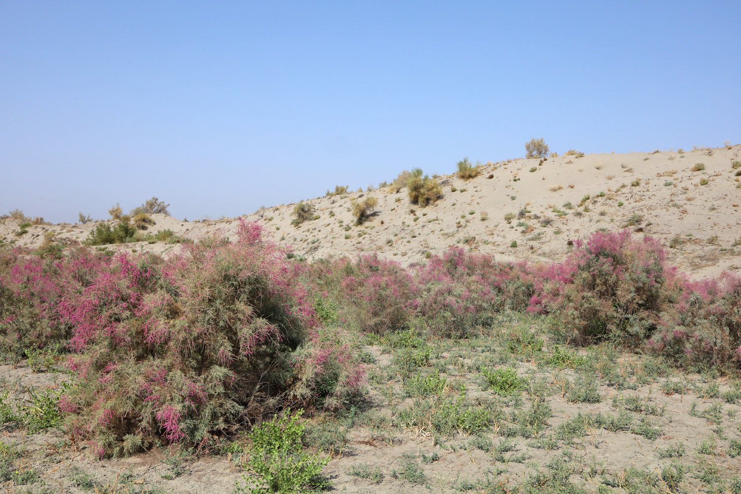 Пески Язъяван, Язъяванский район, image of landscape/habitat.