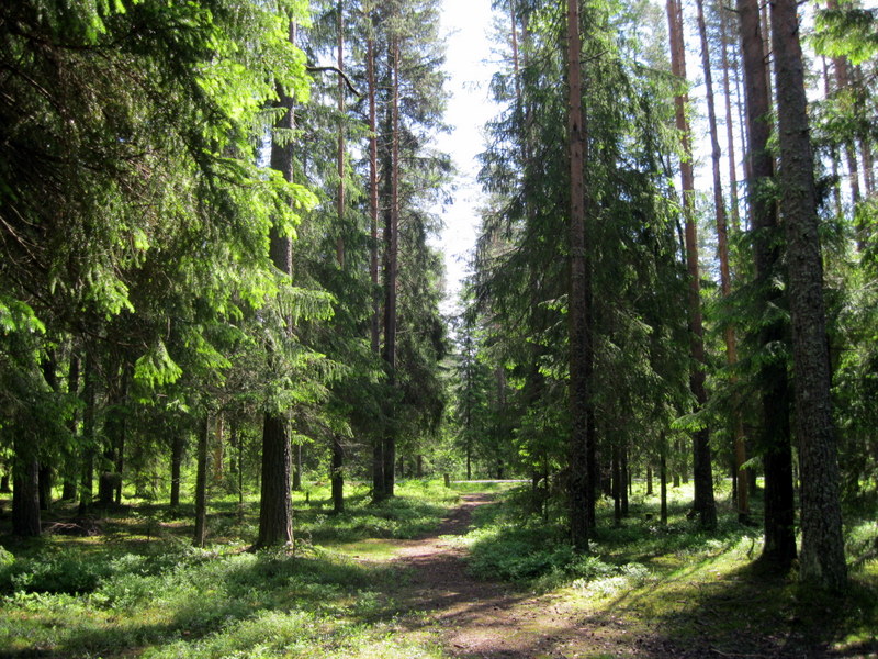 Озеро Щучье (Комарово), image of landscape/habitat.