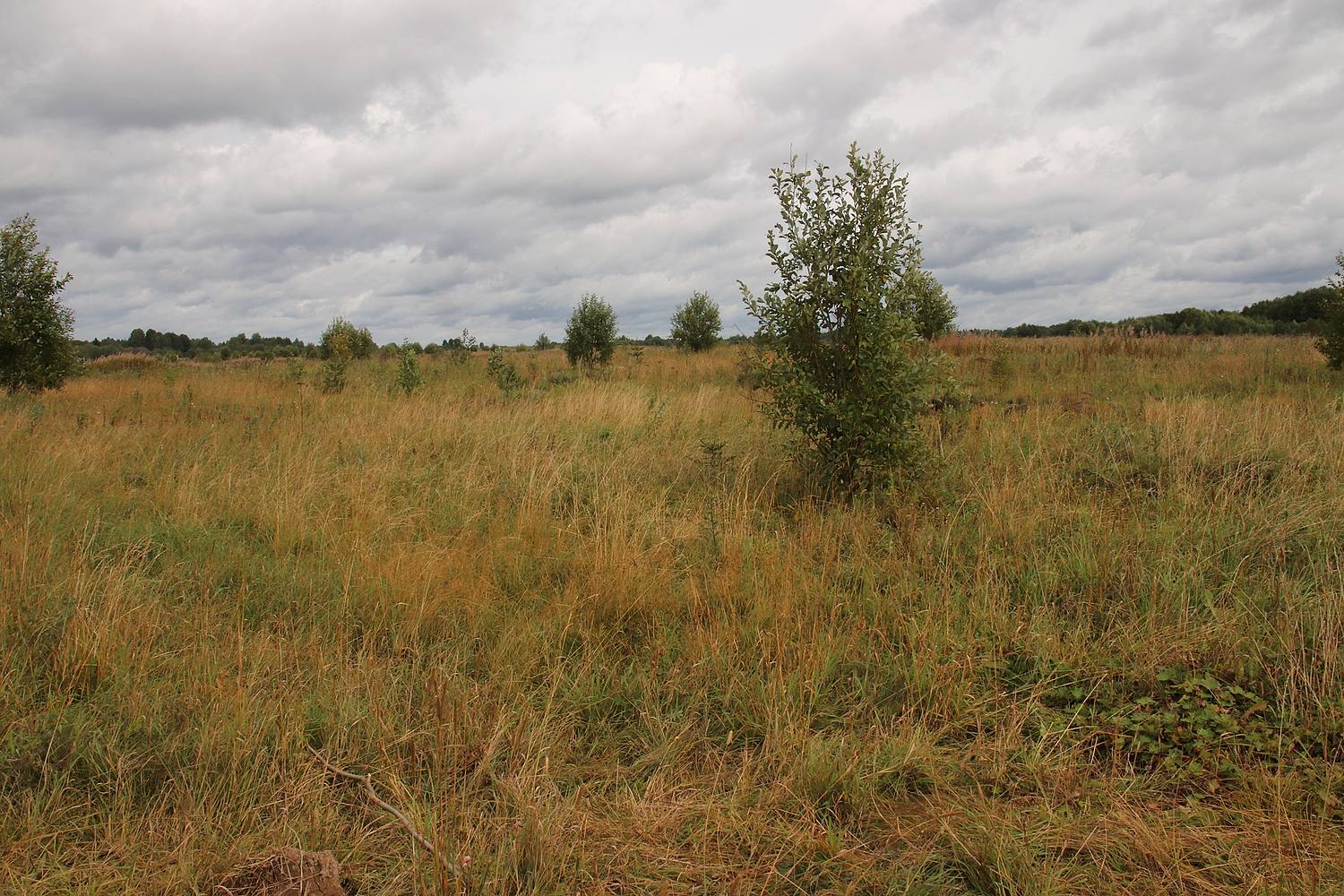 Окрестности Пошехонья, image of landscape/habitat.