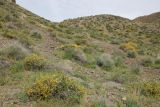 Шылбыр, image of landscape/habitat.