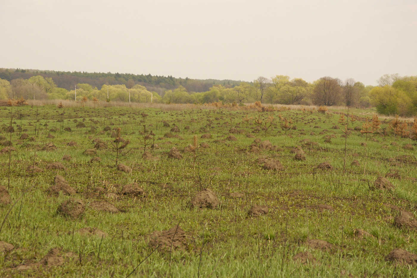 Долина р. Ока у д. Лужки, image of landscape/habitat.