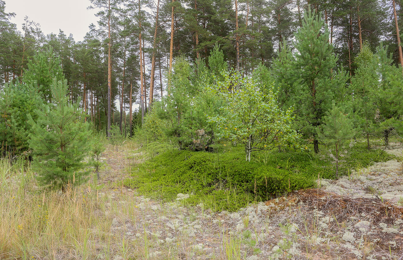 Кунчурихинский бор, image of landscape/habitat.