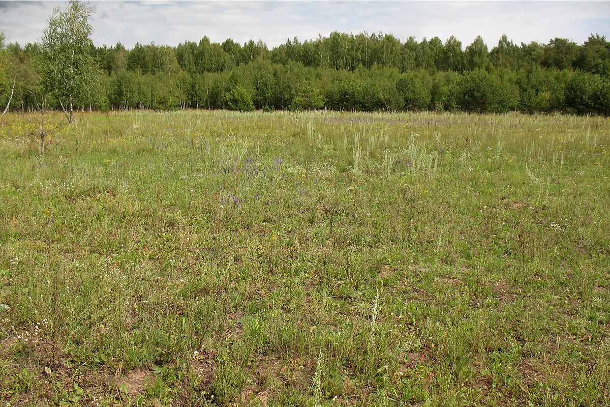 Окрестности д. Лужки, image of landscape/habitat.