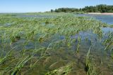 Западный Котлин, image of landscape/habitat.