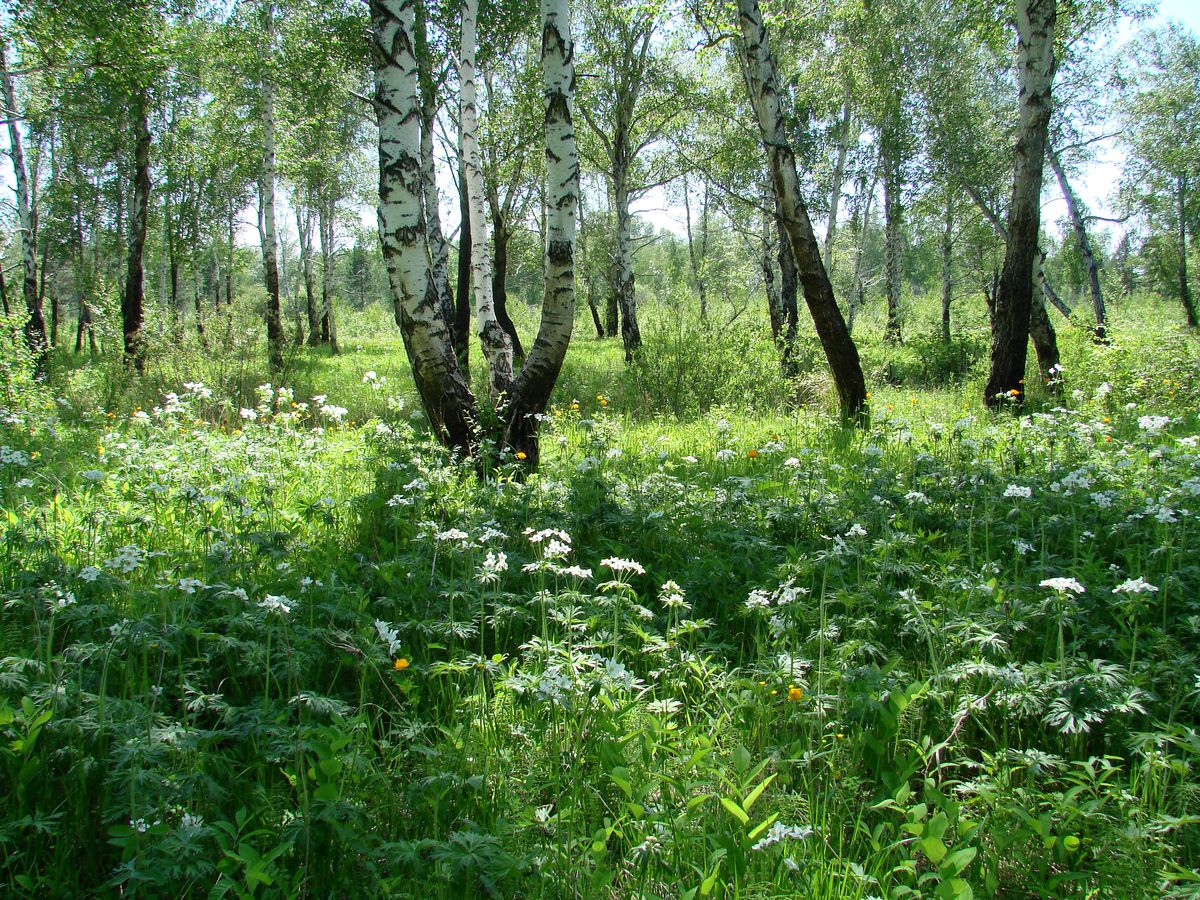 Остров Беляева, image of landscape/habitat.