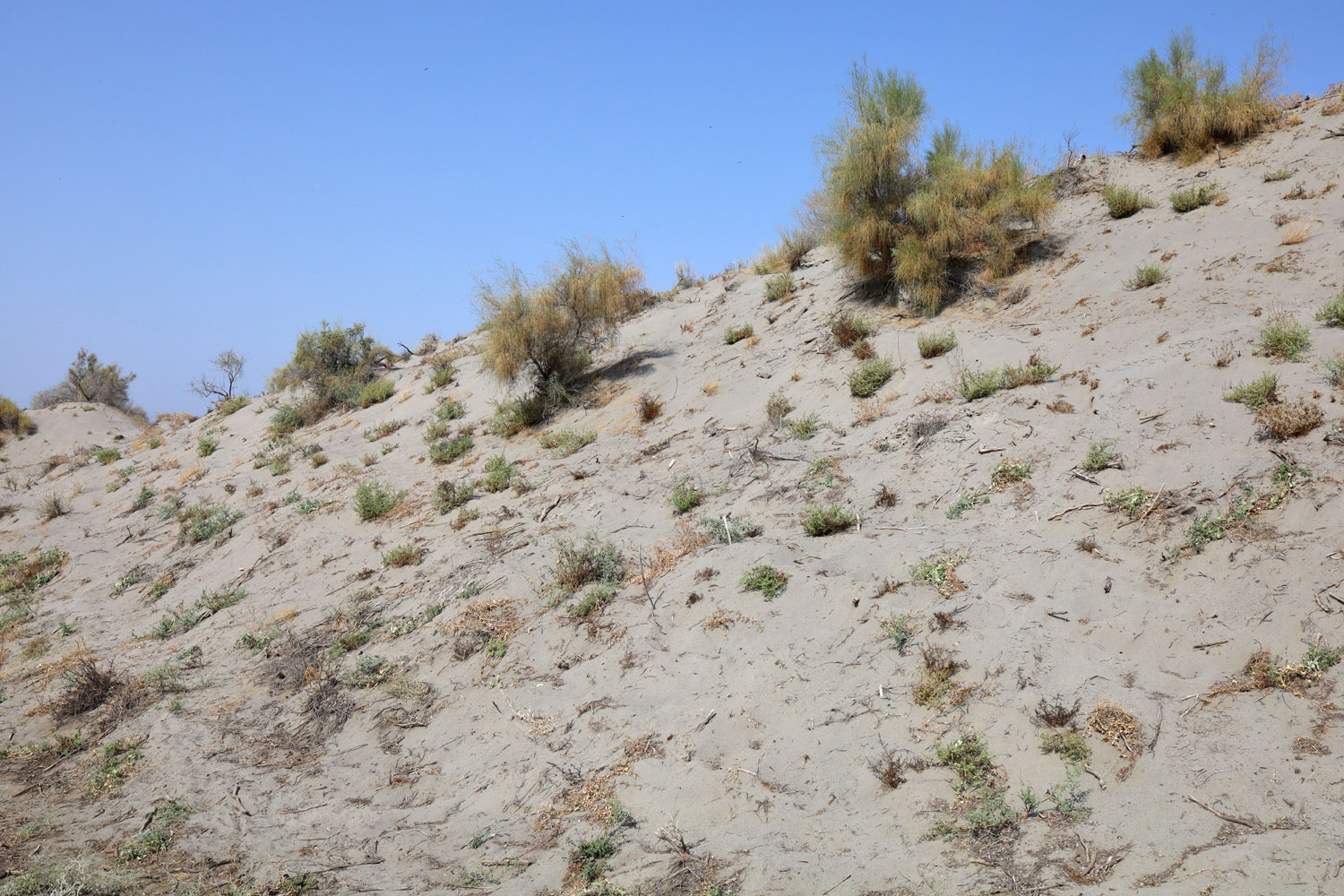 Пески Язъяван, Язъяванский район, image of landscape/habitat.