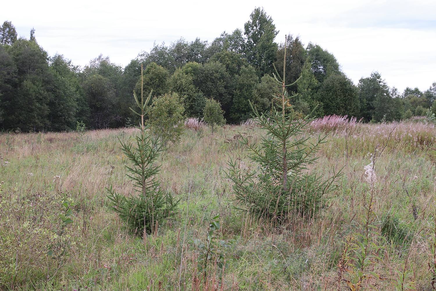 Окрестности Пошехонья, image of landscape/habitat.