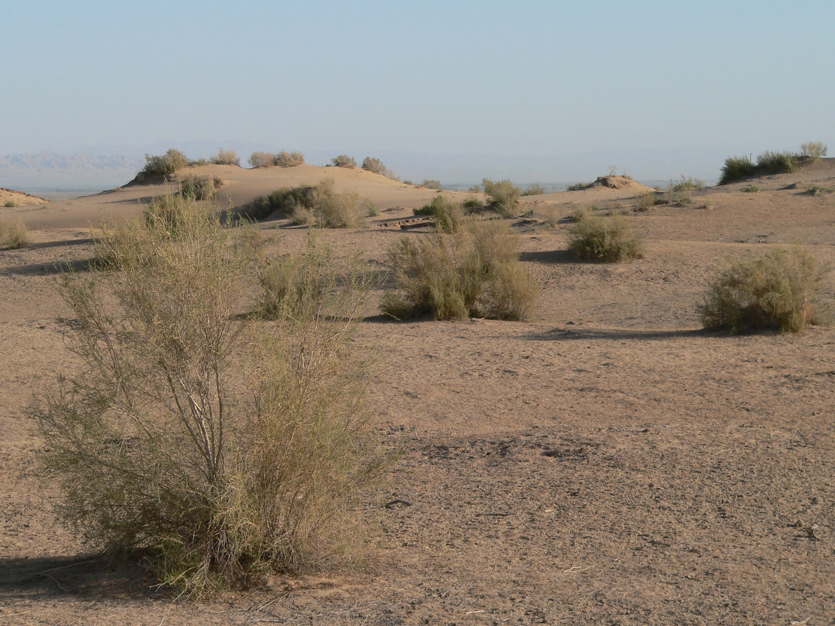 Курджалакум, image of landscape/habitat.