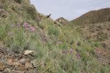 Шылбыр, image of landscape/habitat.