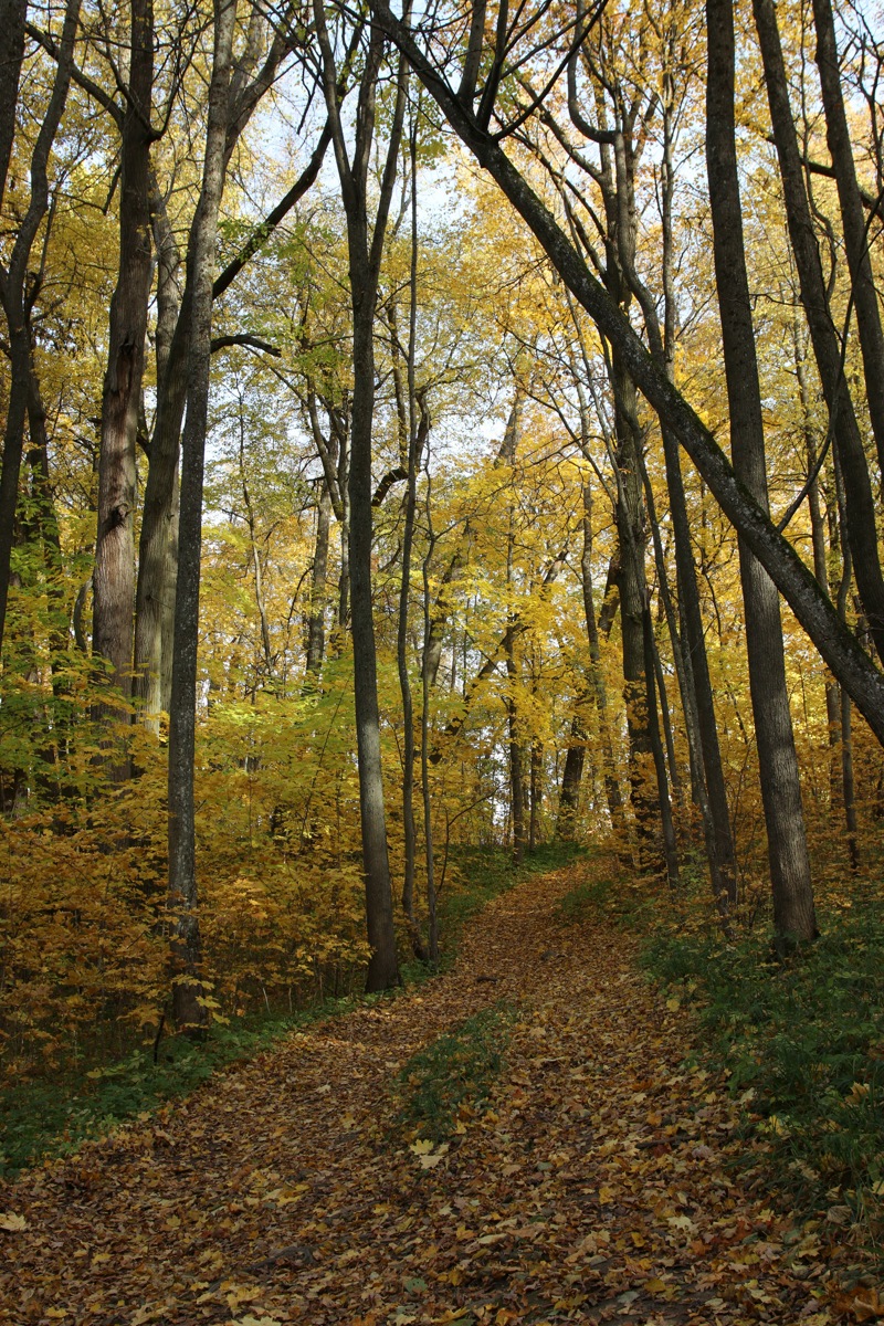 Парк "Сергиевка", image of landscape/habitat.